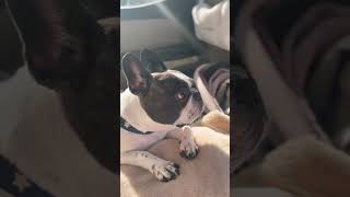 眠気と必死に戦うワンコ　 #フレブル #frenchie #フレンチブルドッグ #vlog 　　　　　　　　　 "A pup desperately fighting off sleep."