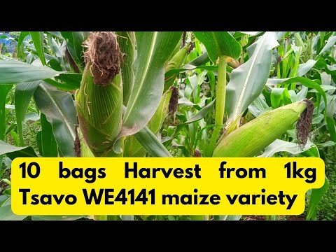 Green vs Dry Maize Farming in Kenya Which is More Profitable in 2025