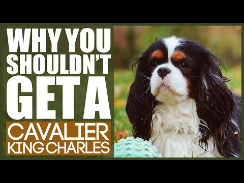 Warum Sie sich keinen Cavalier King Charles Spaniel anschaffen sollten