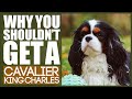 Warum Sie Sich Keinen Cavalier King Charles Spaniel Anschaffen Sollten
