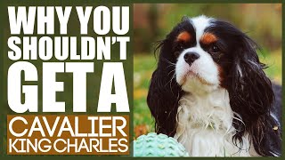 Why You SHOULD NOT TO GET A CAVALIER KING CHARLES SPANIEL
