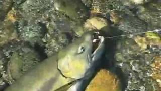 preview picture of video 'Chum Salmon, Stillaguamish River, October 26, 2008'