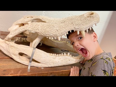 🐊 GIANT ALLIGATOR HEAD! Caleb LEARNS about BONES at the KIDS MUSEUM with Mom and DAD!