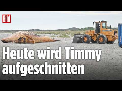 🔴 Timmy-Obduktion am Strand &ndash;&nbsp;Experten nehmen heute den toten Buckelwal auseinander