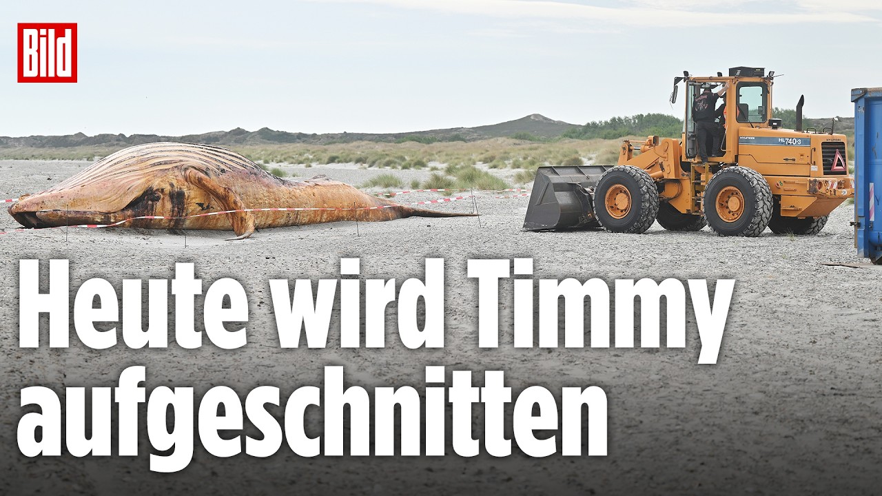 🔴 Timmy-Obduktion am Strand – Experten nehmen heute den toten Buckelwal auseinander