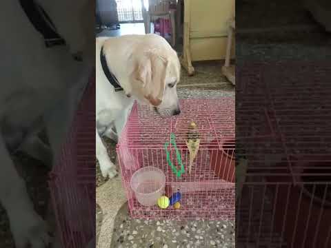 Dog and Bird | Sahithi's World