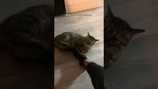 My thumb hurts 🤕 #cat #kicks