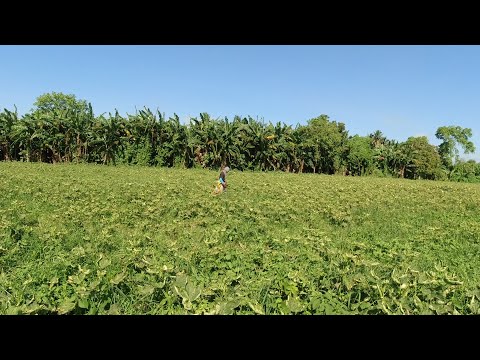 SE03EP013 - KALAT ang KWARTA ni "NANO" sa KABUKIRAN | San Pablo City, Laguna