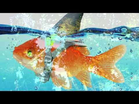 KILLER GOLDFISH INFILTRATE UPSTATE NEW YORK