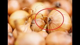 ОБ ЭТОЙ ХИТРОСТИ ЛУКА ЗНАЛИ ТОЛЬКО 3% ХОЗЯЕК: ВОТ ЧТО ЭТО ЗНАЧИТ
