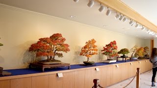 preview picture of video 'Բոնսաի ,  Autumn Bonsai , National Arboretum  Washington, DC'