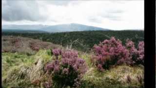 Jean Louis Murat- Au Mont Sans-Souci