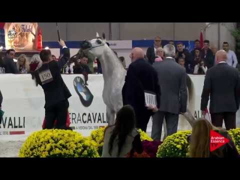 Obayana KA- European Championship 2017- Fiera cavalli Verona