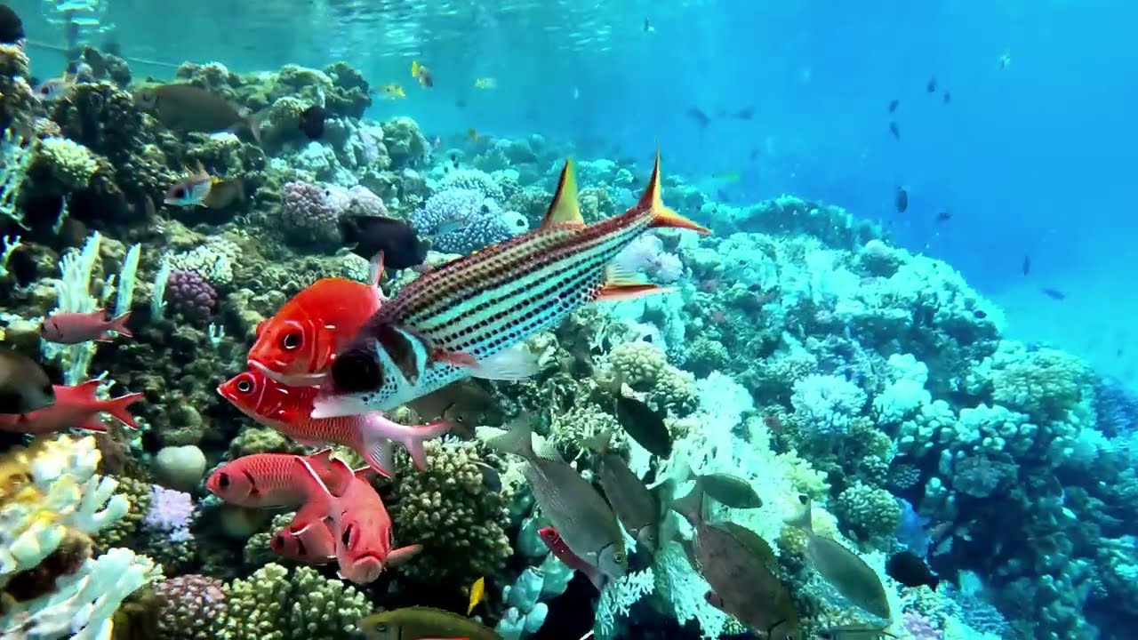 Hilton Nubian Resort VIII.2024 - rafa koralowa