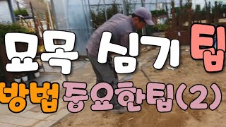 나무묘목심는법 중요한꿀팁  (2)