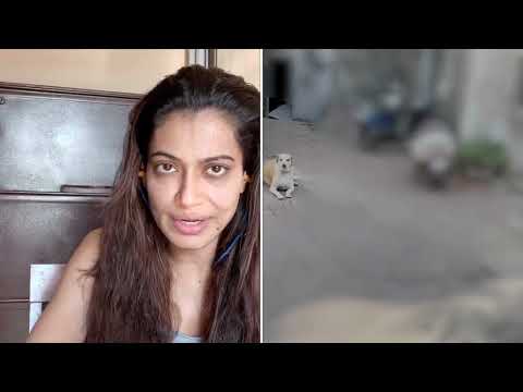 BMC pls help resolve this ❤️ #StrayPets - Payal Rohatgi