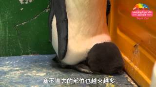不能接受長大啦！　企鵝寶寶硬塞爸媽胯下