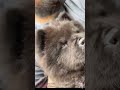 Chow Chow Puppy Goes For First Car Ride Shorts