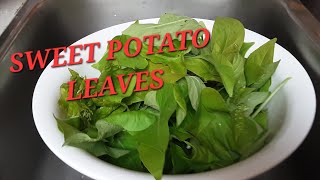 HARVESTING SWEET POTATO LEAVES