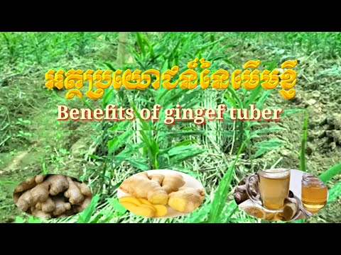 , title : 'អត្ថប្រយោជន៍នៃមើមខ្ញី/Benefits of Ginger Tuber/
