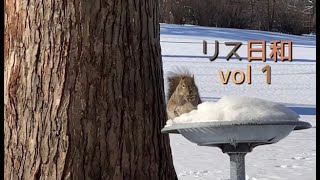 リス日和 vol 1/猫とヴィンテージとアメリカ生活