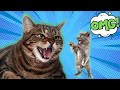 Do Male Cats Kill Kittens The Disturbing Truth