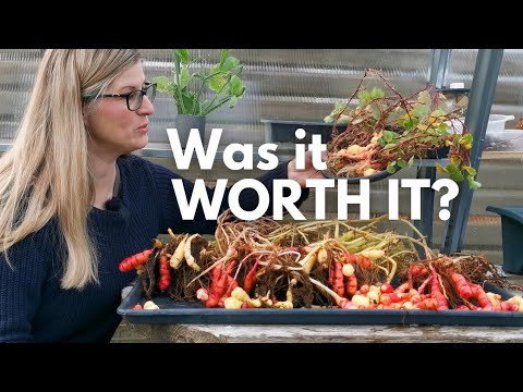 Oca, Mashua, and Yakon Harvest Reveal