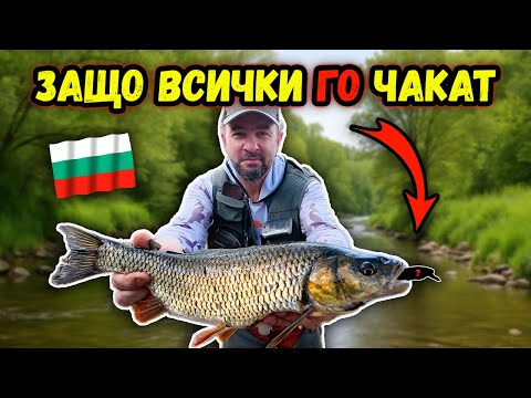 БЪЛГАРСКОТО ЧУДО CC28 ПРЕОБРЪЩА ИГРАТА! Разбиващ риболов на кефали на река Блато на воблер