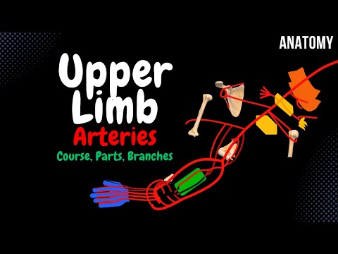 Arteries of the Upper Limb Scheme (Course, Branches, Parts) | Anatomy