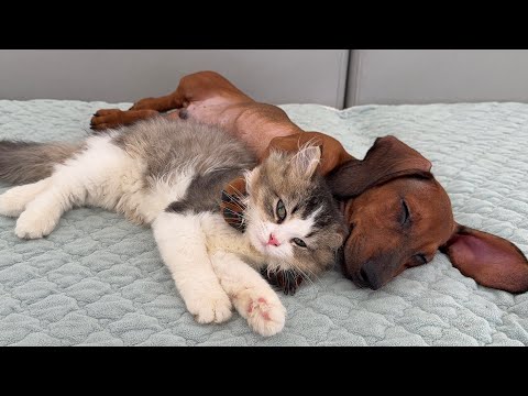 YouTube 썸네일