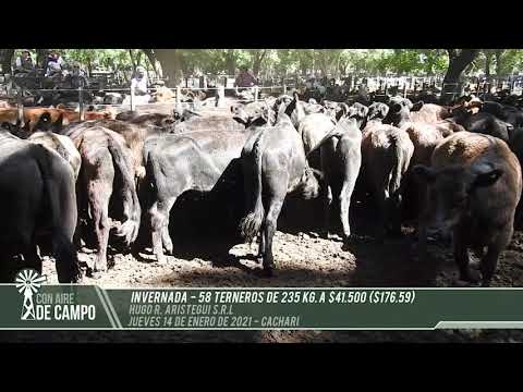 Resumen del remate de Hugo R.  Aristegui - Jueves 14 de enero de 2021 -  Cachari