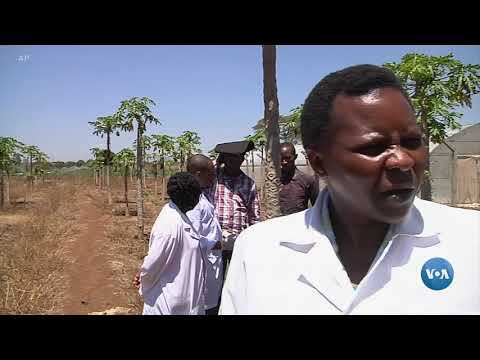 O papel das tecnologias na agricultura africana