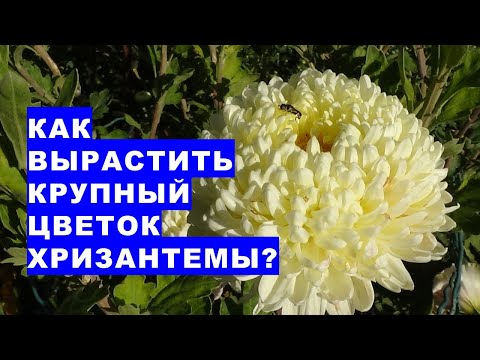 , title : 'Вырастите крупный цветок хризантемы. Это легко и просто'