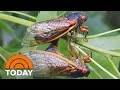 Trillions of cicadas to appear in first double emergence in 200 years