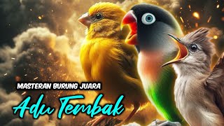 Download lagu Kenari vs Lovebird Ciblek Ngebren Adu Gacor Mantap Buat Masteran dan Pancingan @masterburungkicau mp3 Download lagu Kenari vs Lovebird Ciblek Ngebren Adu Gacor Mantap Buat Masteran dan Pancingan @masterburungkicau mp3