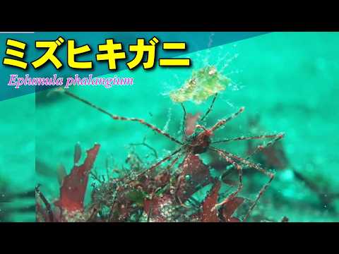 第4歩脚で海藻を持ち上げるミズヒキガニ