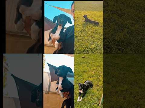 Regalo Beatrice Dolce Cucciola Tg Piccola Cerca Adozione