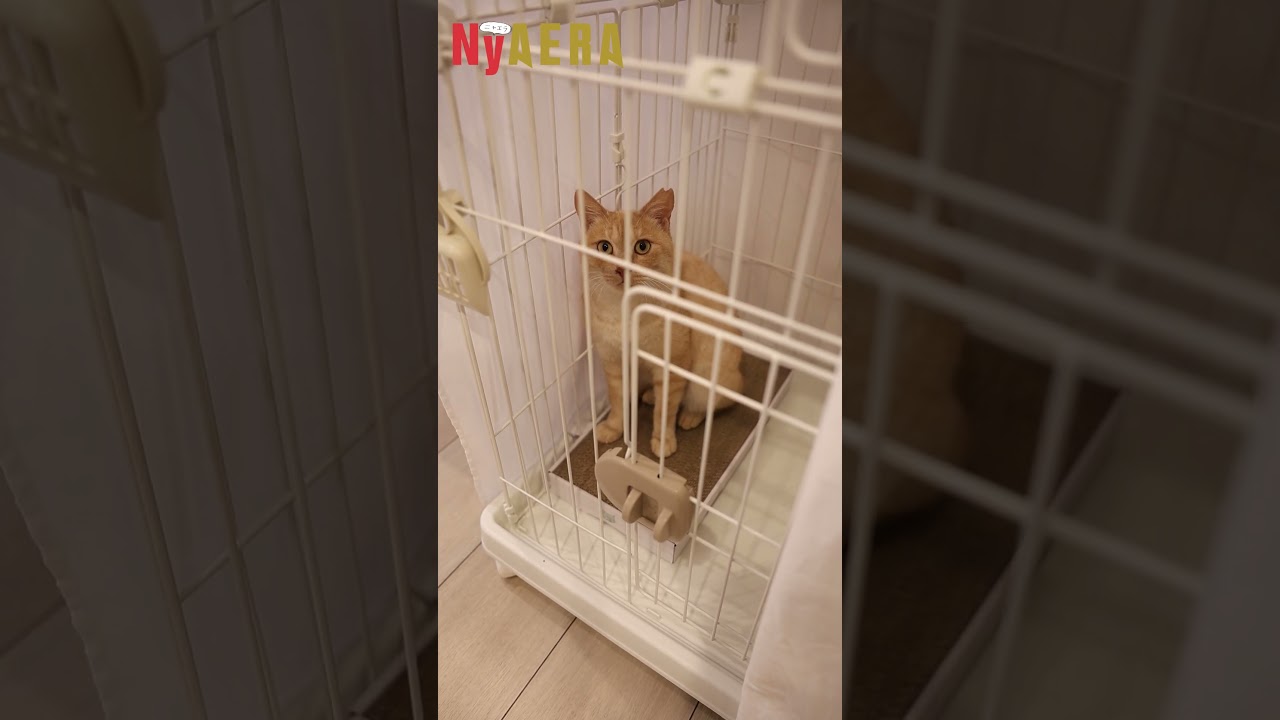 能登半島地震の被災猫たちの命を守る