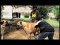 No One Talks About These INSANE Kangal Breeding Methods Dog Mating Strategy Kangal Kangalmating