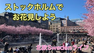 【北欧Vlog】ストックホルムでお花見しませんか🌸？Cherry blossam in Stockholm