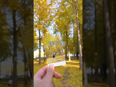 지금만 볼 수 있는 가을의 황금로드