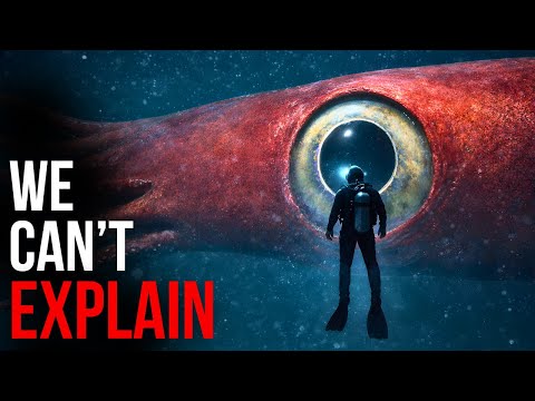 The Colossal Squid Makes No Sense