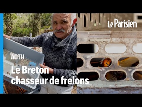 , title : 'L'invention géniale d'un apiculteur breton contre le fléau des frelons asiatiques'