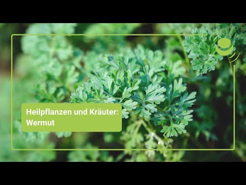 Wermut – Alles, was du über seine Wirkung wissen solltest.