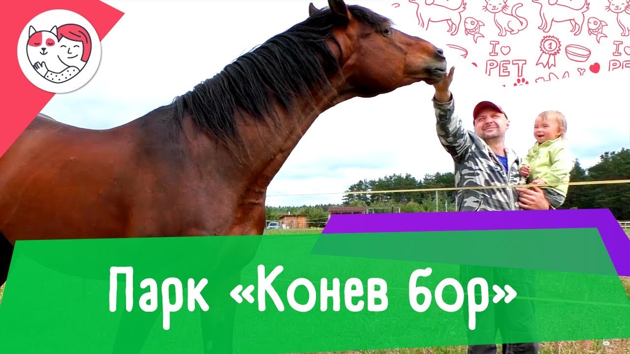 Аджилити парк «Конев бор»