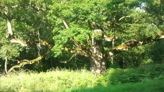 Brigitte Fontaine/ Arezki la citrouille pour Lulu :)