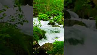 Download lagu Suara Air Sungai Mengalir Bikin Tenang Shorts# mp3