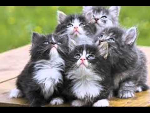 UF,DE  I AR  VEDEA  PISICA