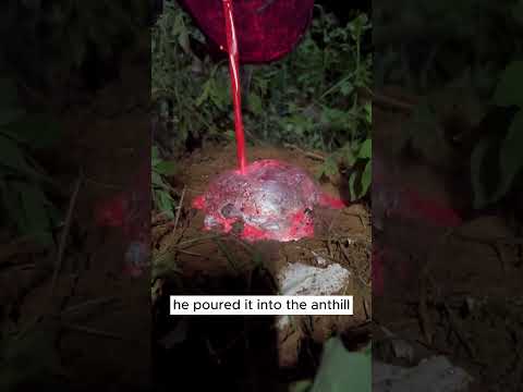 Poor Ants #rock  #crystals  #hunting  #gemstone  #shorts