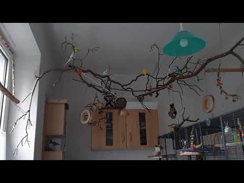 Anton die Knutschkugel 🤦‍♀️